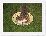 Egels in de tuin 038 * 3648 x 2736 * (6.43MB)